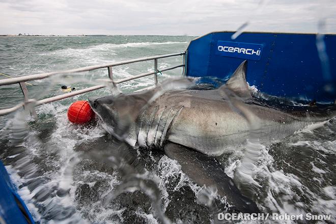DYT has partnered with Ocearch to support its study of sharks and other large predators that are essential to the future of the marine ecosystem.  © Ocearch/R. Snow